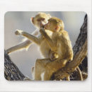 Suche nach pavian mousepads In voller länge