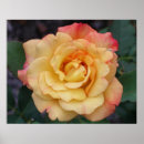 Suche nach gelbe blüte poster Natur