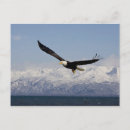 Suche nach flight postkarten Alaska