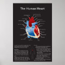 Suche nach menschliches herz poster Wissenschaft