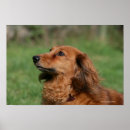 Suche nach dachshund poster Canine photographer