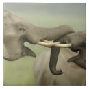 Suche nach indischer elefant fliesen India