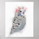 Suche nach budgie poster Federn