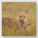 Suche nach füchse untersetzer Für alle