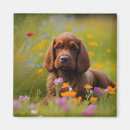 Suche nach cocker spaniel magnete Cocktail
