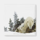 Suche nach eisbären magnete Natur