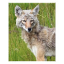 Suche nach coyote poster Foto