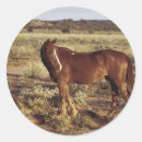 Suche nach weide aufkleber Pferd