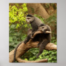 Suche nach affe baum poster Affen
