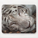 Suche nach wachsames auge Tiger