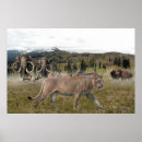 Suche nach mammuts poster Prähistorische tiere