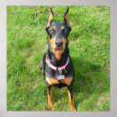 Suche nach doberman poster Dog