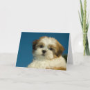 Suche nach shih tzu welpen karten Hunde