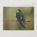 Suche nach schlucken postkarten Vogelvogel
