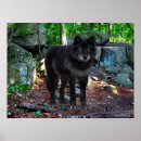 Suche nach black wolf poster Natur