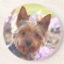Suche nach yorkshire terrier untersetzer Welpen