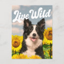 Suche nach border collie postkarten Kaninchen