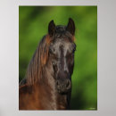 Suche nach friesian horse poster Rasse