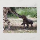 Suche nach gepard postkarten Jede person