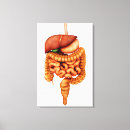 Suche nach verdauungssystem leinwandbilder Anatomie