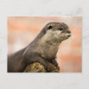 Suche nach otter postkarten Natur