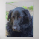 Suche nach labrador hund poster Malerei