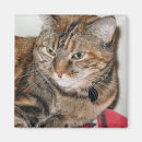 Suche nach katzenartig magnete Meow