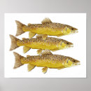 Suche nach bachforelle poster Fliege