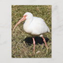Suche nach ibises postkarten Fotografie