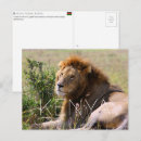 Suche nach löwen postkarten Kenia