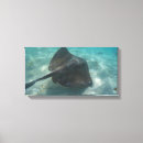 Suche nach manta leinwandbilder Ozean