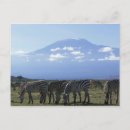Suche nach amboseli nationalpark postkarten Kenia