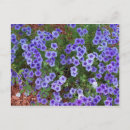 Suche nach phlox postkarten Bunt