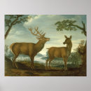 Suche nach stag poster Reh
