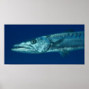 Suche nach der barracuda poster Riff