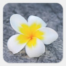 Suche nach frangipani aufkleber Gelb