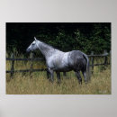 Suche nach reitpferde poster Vollblut