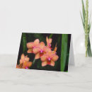 Suche nach phalaenopsis karten Tropisch