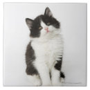 Suche nach junges tier fliesen Katze