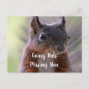 Suche nach eichhörnchen mit nuss postkarten Für alle