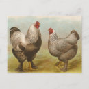 Suche nach brahma postkarten Huhn