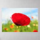 Suche nach mohnblumen poster Für sie