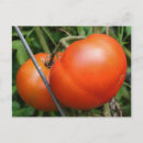 Suche nach rote tomate postkarten Reif