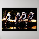 Suche nach kookaburra poster Vögel