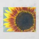Suche nach orange sonnenblume postkarten Für alle