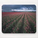 Suche nach rote tulpe mousepads Niemand