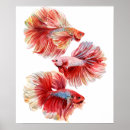 Suche nach betta poster Haustier