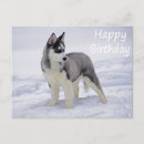 Suche nach husky dog postkarten Huskraut