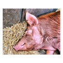 Suche nach schwein kunst Jede person