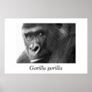 Suche nach gorilla poster Natur